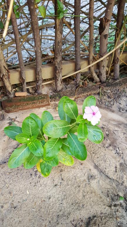 Pousada Agua Marinha Canoa Quebrada Zewnętrze zdjęcie